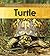 Turtle (Life Cycle of a)