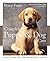 Complete Puppy & Dog Care: ...