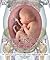 The Pregnant Body Book: The Complete Illustrated Guide from Conception to Birth