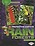 Protecting Earth's Rain Forests (Saving Our Living Earth)