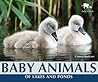 Baby Animals of Lakes and Ponds by Carmen Bredeson