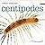 Centipedes (Creepy Creatures)