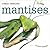 Mantises (Creepy Creatures)