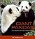 Giant Pandas