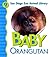 Baby Orangutan (San Diego Zoo Animal Library)
