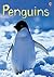 Penguins by Emily Bone
