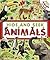 Hide and Seek Animals