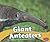 Giant Anteaters (Pebble Plus: North American Animals)