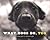 What Dogs Do, Too