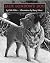 Jack London's Dog