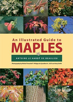 An Illustrated Guide to Maples (Hardcover)