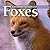 Exploring the World of Foxes by Tracy C. Read