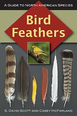 Bird Feathers (Paperback)