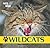 Wildcats (Cats of the Wild)