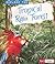Explore the Tropical Rain Forest (Explore the Biomes)