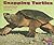 Snapping Turtles