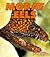 Moray Eels