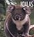 Koalas