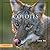 Coyotes (Look West Series)