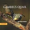 Gambel's Quail Gambel's Quail