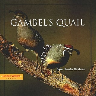Gambel's Quail