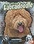 Labradoodle: A Cross betwee...