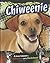 Chiweenie: A Cross between a Chihuahua and a Dachshund (Designer Dogs)