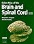 Color Atlas of the Brain and Spinal Cord by Marjorie A. England