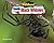 Deadly Black Widows - Non-Fiction Reading for Grade 2, Developmental Learning for Young Readers - No Backbone! The World of Invertebrates (No Backbone! Spiders)
