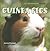 Guinea Pigs (Classroom Pets)
