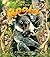 The Life Cycle of a Koala