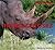 Rhinoceroses (Safari Animals)