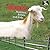 Goats: Nannies, Billies, and Kids (On the Farm)