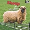 Sheep: Ewes, Rams, and Lambs (On the Farm) Sheep: Ewes, Rams, and Lambs (On the Farm)