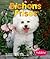 Bichons Frises (Pebble Books)
