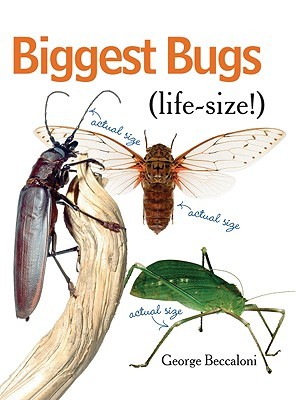 Biggest Bugs Life-Size (Hardcover)