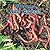 Worms Are Gross!