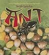 The Life Cycle of an Ant The Life Cycle of an Ant