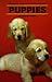 Puppies