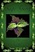 Sage Spirit: Salvia Divinor...