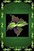 Sage Spirit: Salvia Divinorum and the Entheogenic Experience
