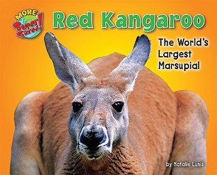 Red Kangaroo: The World's Largest Marsupial (More Supersized!)