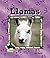 Llamas (Animal Kingdom)