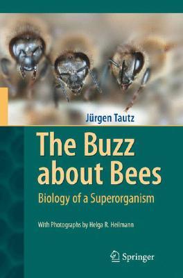 The Buzz about Bees: Biology of a Superorganism (Hardcover)