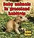 Baby Animals in Grassland Habitats (Habitats of Baby Animals)