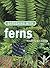 Gardening with Ferns