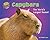 Capybara: The World's Largest Rodent (More Supersized!)