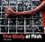 The Body at Risk by Carol Squiers