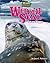 Weddell Seal: Fat and Happy (Uncommon Animals)