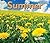 Summer (Seasons)